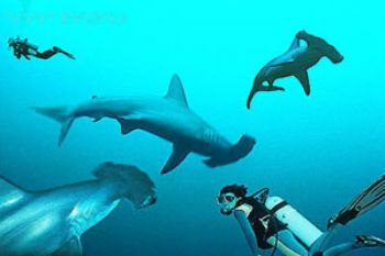 red sea - Sanganeg reef - hammerheads - COMPOSING > 2 div... by Manfred Bail 